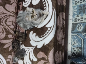 De vanzare shotish blue - imagine 2 De vanzare shotish blue - imagine 2