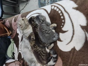 De vanzare shotish blue - imagine 3 De vanzare shotish blue - imagine 3