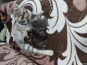 De vanzare shotish blue - imagine 5 De vanzare shotish blue - imagine 5