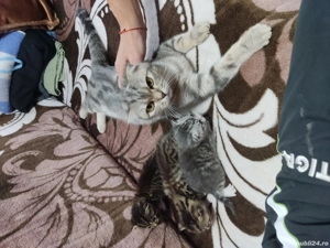 De vanzare shotish blue - imagine 4 De vanzare shotish blue - imagine 4