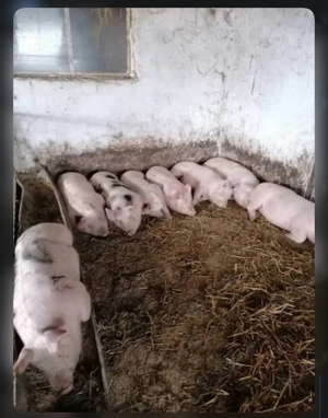 Vând porci de carne ! - imagine 2 Vând porci de carne ! - imagine 2
