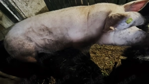 Vând această scroafă la 15 lei kg