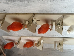 Canari roșii de vânzare intensivi și neintensivi 