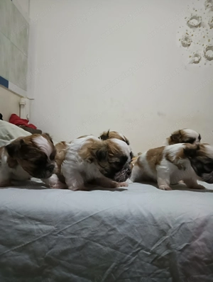 Bishon(mama frise -tatal Shihtzu)
