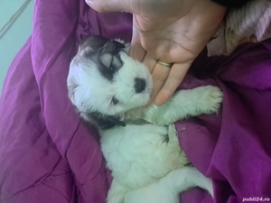 donez un baiat si o fetita  bischon  maltezzi vacinati deparazitati carnet de sanatate au 10 saptami