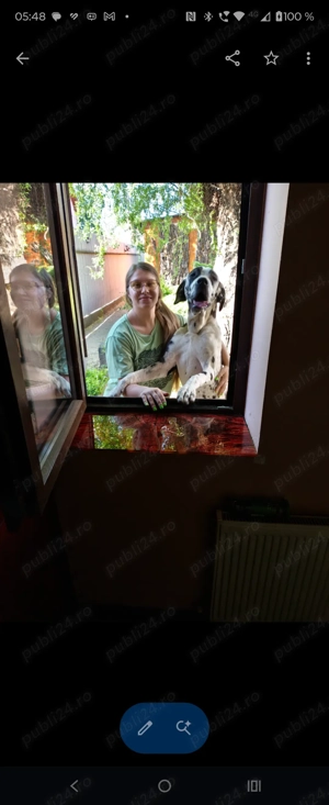 Dog german, Greate Dane, Marele Danez - imagine 5