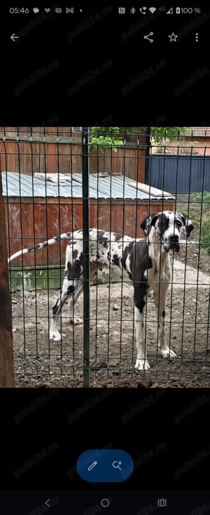 Dog german, Greate Dane, Marele Danez - imagine 4