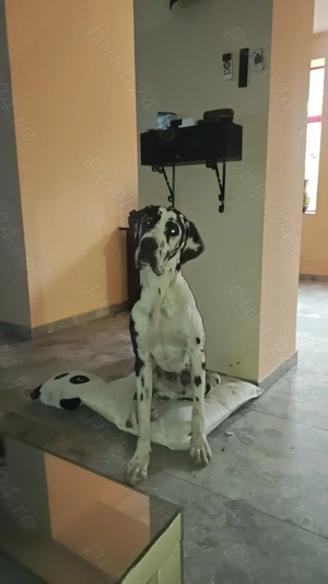 Dog german, Greate Dane, Marele Danez - imagine 2