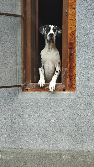 Dog german, Greate Dane, Marele Danez - imagine 3