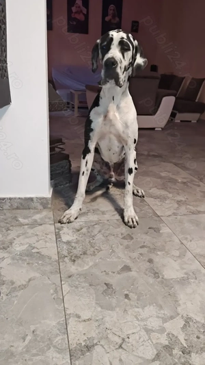 Dog german, Greate Dane, Marele Danez