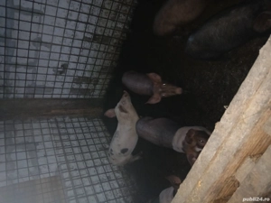 purcei de vanzare - imagine 2 purcei de vanzare - imagine 2