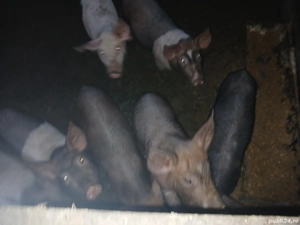 purcei de vanzare - imagine 4 purcei de vanzare - imagine 4