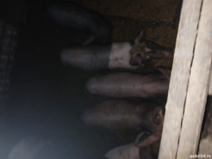 purcei de vanzare - imagine 3 purcei de vanzare - imagine 3