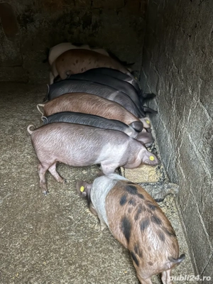 purcei de vanzare  - imagine 2