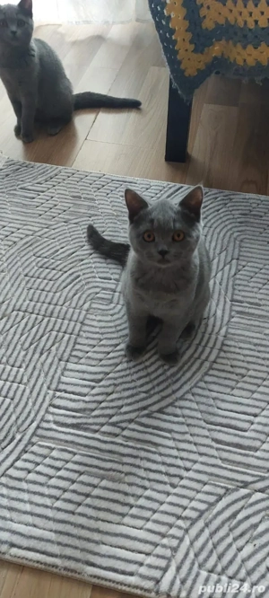 British motan în vârstă de 5 luni - imagine 5