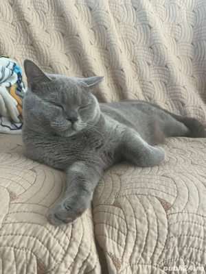 British motan în vârstă de 5 luni - imagine 4