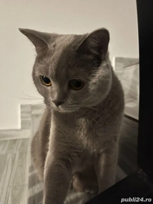 British motan în vârstă de 5 luni