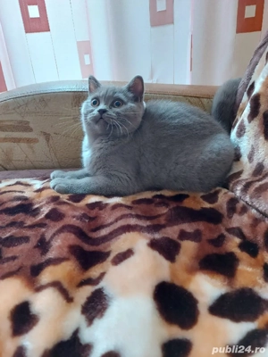 British motan în vârstă de 5 luni - imagine 2