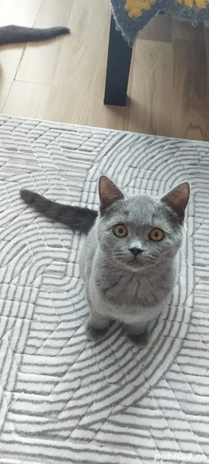 British motan în vârstă de 5 luni - imagine 3