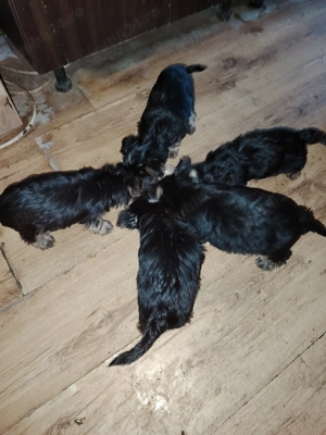 Vand 4 băieți și 1 fetita de yorkshire terier