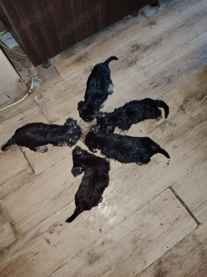 Vand 4 băieți și 1 fetita de yorkshire terier - imagine 2 Vand 4 băieți și 1 fetita de yorkshire terier - imagine 2