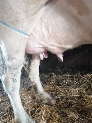 Vaca de vânzare.  - imagine 3