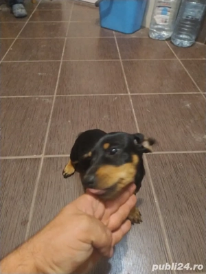 vand catel teckel - imagine 2