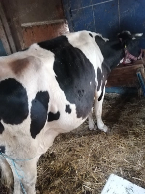 Vaca de vânzare.  - imagine 2