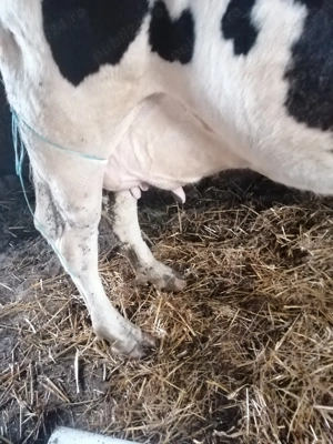 Vaca de vânzare.  - imagine 4