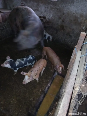 Scroafa cu 5 purcei  - imagine 3 Scroafa cu 5 purcei  - imagine 3