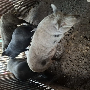 Porci vietnamezi  - imagine 3