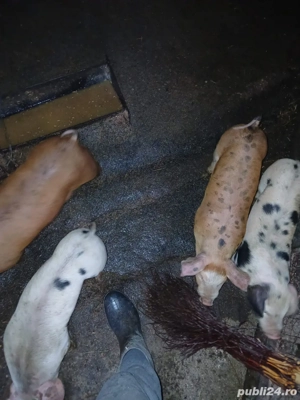Scroafa cu 5 purcei  - imagine 2 Scroafa cu 5 purcei  - imagine 2