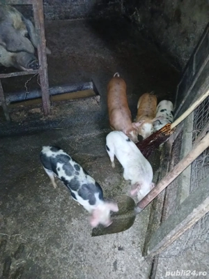 Scroafa cu 5 purcei  - imagine 5 Scroafa cu 5 purcei  - imagine 5