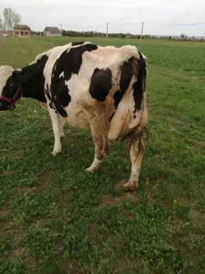 Vaca de vânzare.  - imagine 5