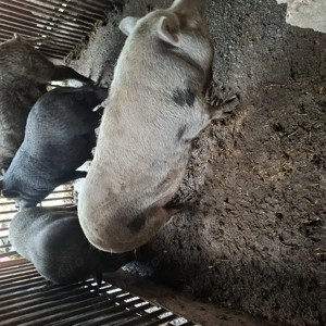 Porci vietnamezi  - imagine 2