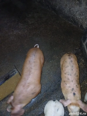 Scroafa cu 5 purcei  - imagine 4 Scroafa cu 5 purcei  - imagine 4