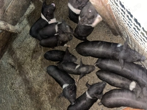 Vând purceii Bazna  - imagine 2