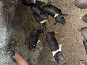 Vând purceii Bazna  - imagine 3