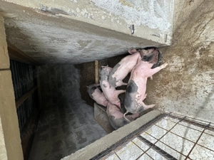 Purcei Pietran înțărcați 