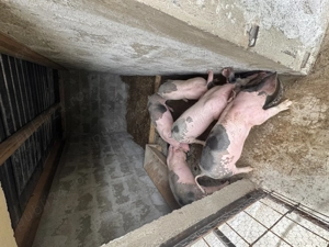 Purcei Pietran înțărcați  - imagine 2 Purcei Pietran înțărcați  - imagine 2