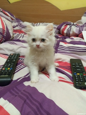 Vand pui alb,metis,rasa British Shorthair,