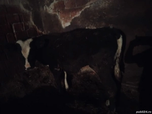 Vand Taur  - imagine 2