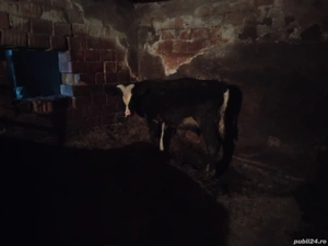 Vand Taur  - imagine 4