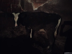 Vand Taur  - imagine 3