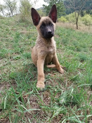 Vând cățelușă lup malinois belgian 