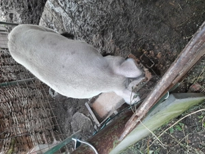 !!!Vand purcea!!! - imagine 4