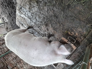 !!!Vand purcea!!! - imagine 5