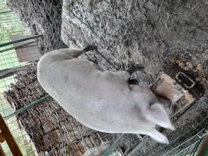 !!!Vand purcea!!! - imagine 2