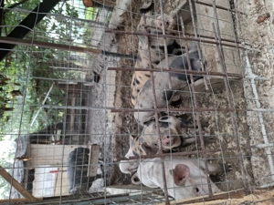 Purcei de vazare - imagine 2 Purcei de vazare - imagine 2