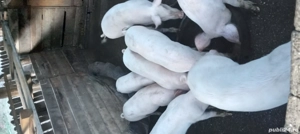 vand purcei de rasa - imagine 5